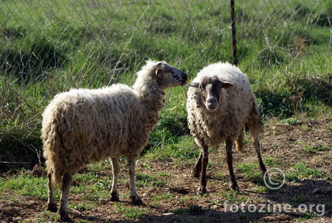 2 ovce pričaju:
