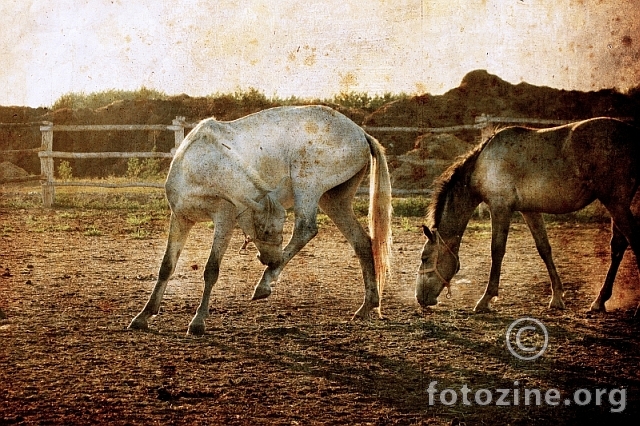 2 horses