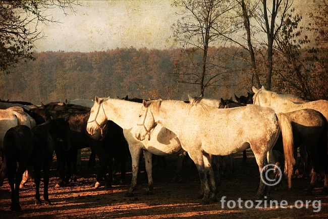 horses repose