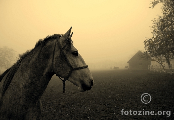 konji u magli