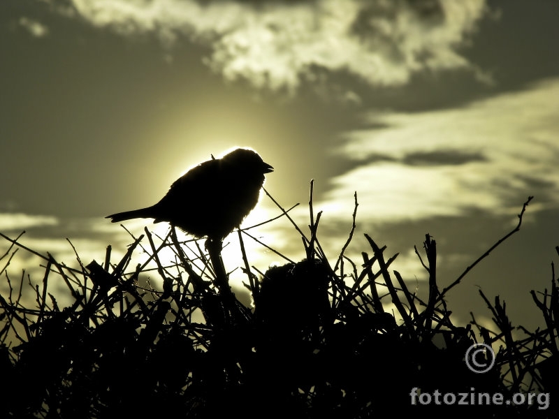 Lone sparrow