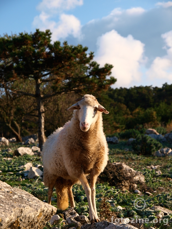 Portret jedne ovce