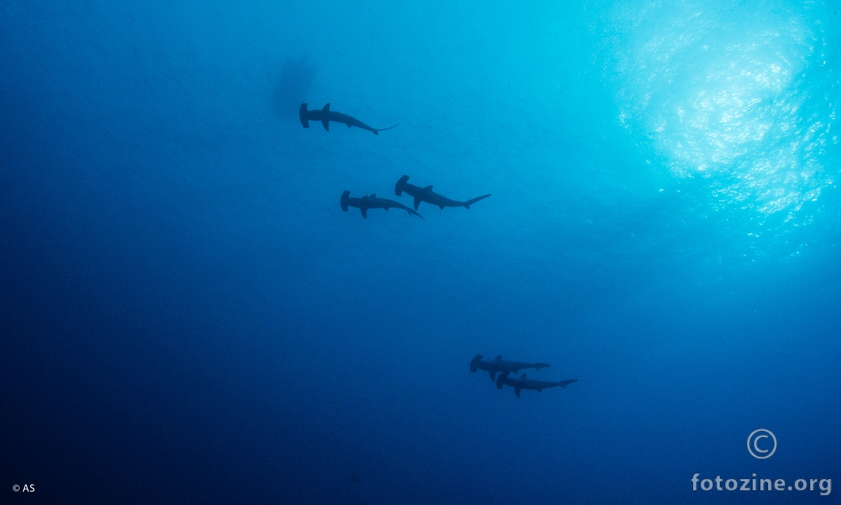 Hammerhead sharks