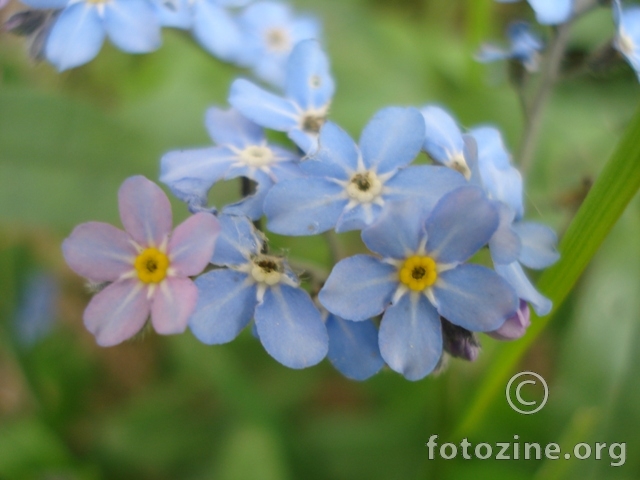 jedan rozi u mnoštvu plavih cvjetića