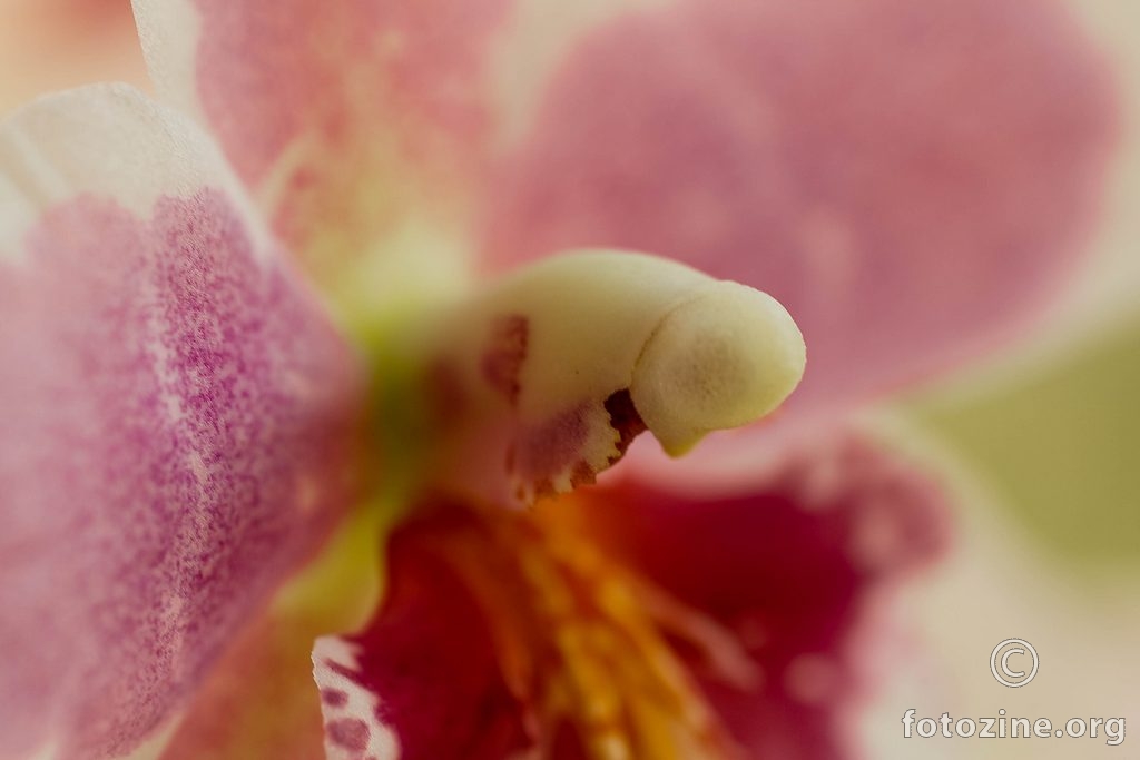 mali od orhideje
