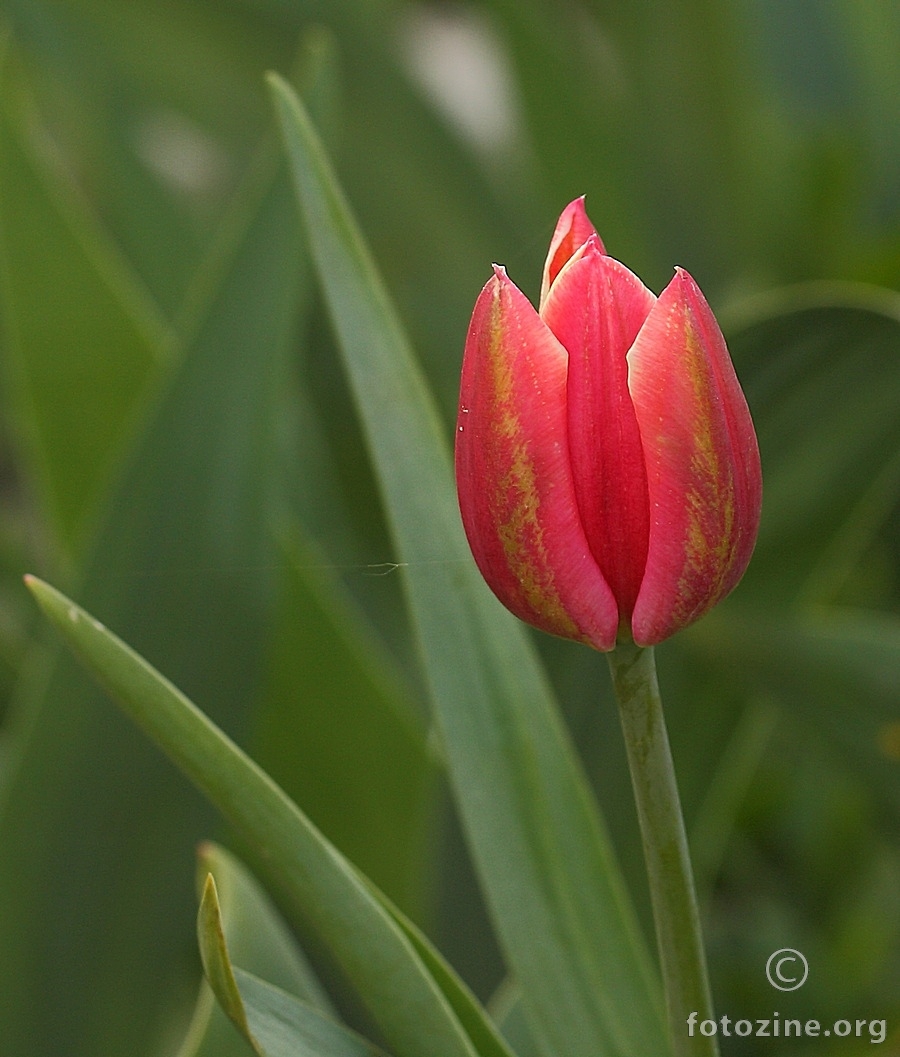 tulipan