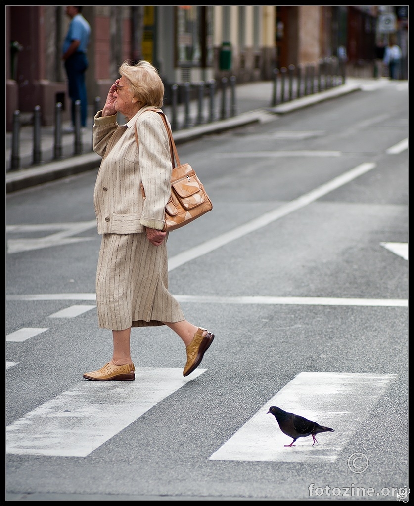 Pigeon crossing