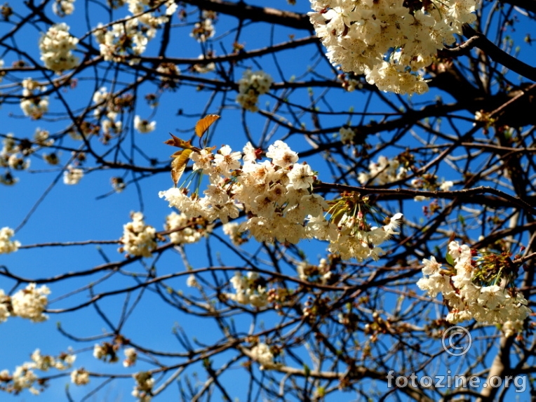trešnja u cvatu