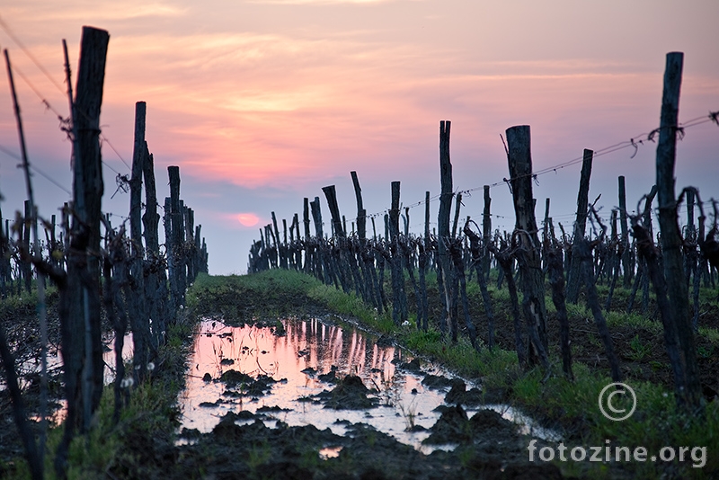 Vinograd u sumrak