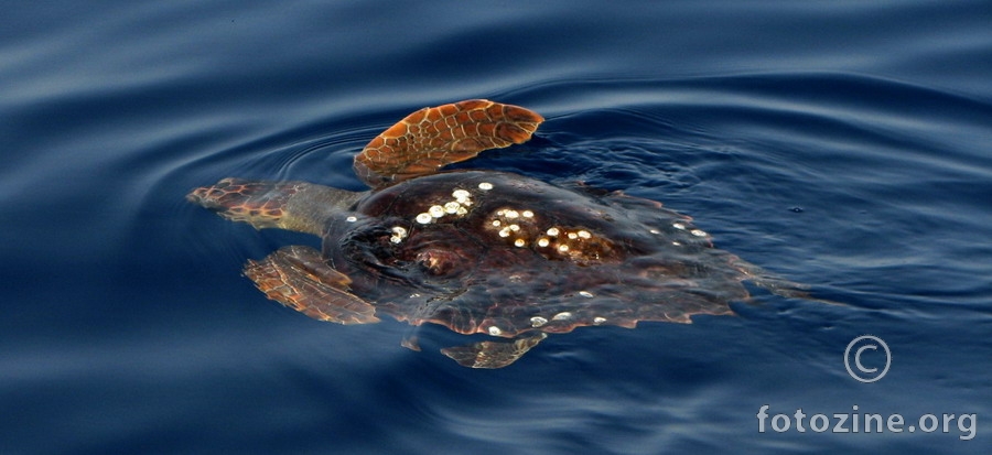 Morska kornjača (Cheloniidae)