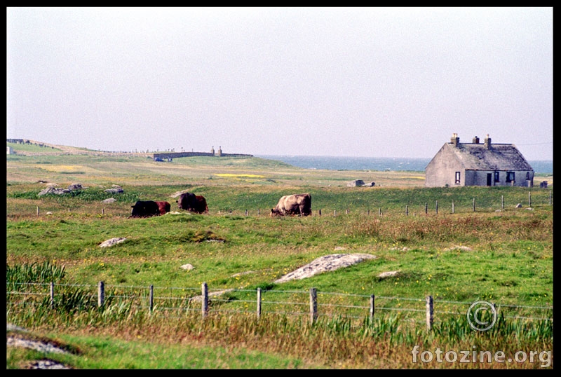 Landscape. Cows.