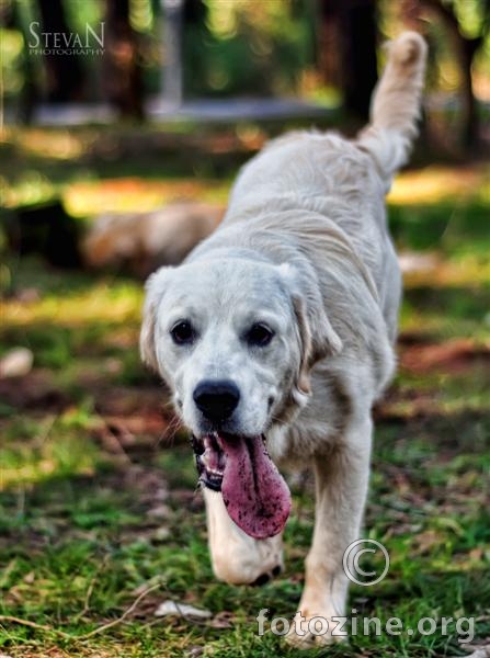 labrador