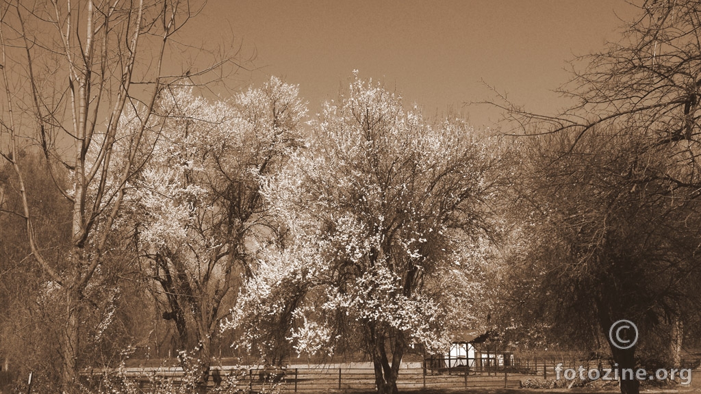spring dream