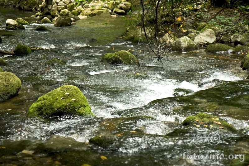 temperamentni potočić