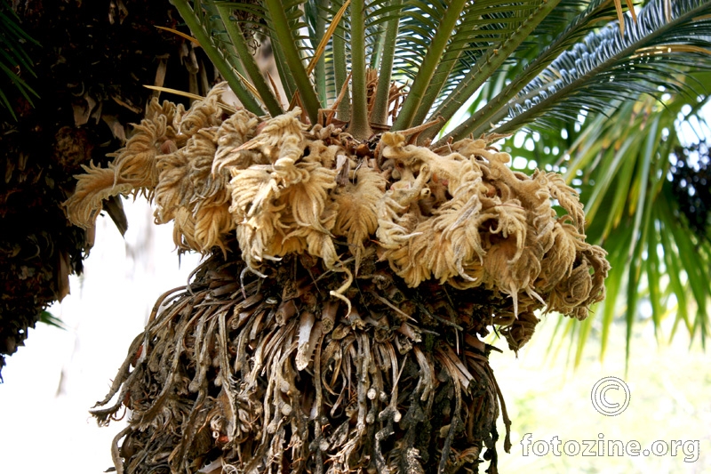 kraljica palma