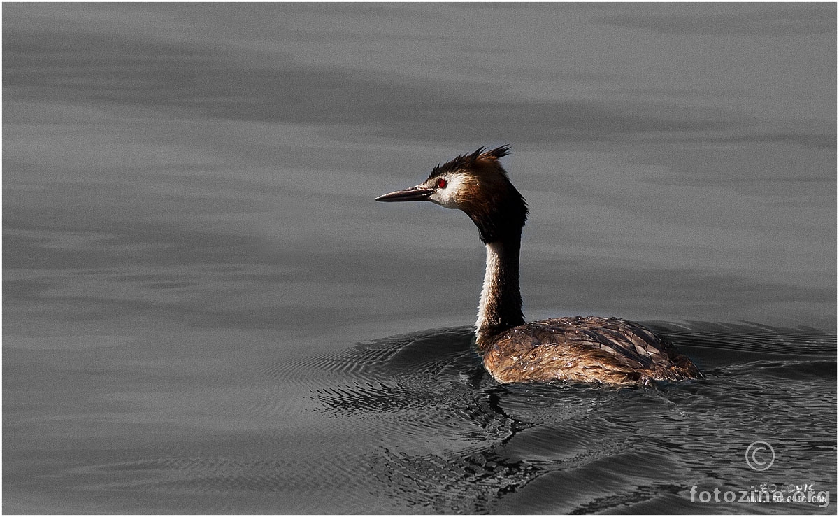 Ćubasti gnjurac (Podiceps cristatus) 