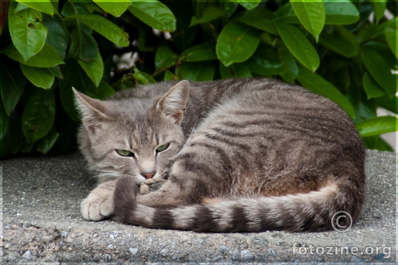 Sleepy Cat