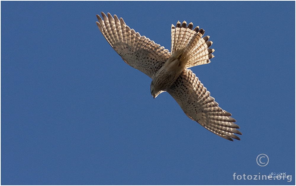 Vjetruša   (Falco tinnunculus)