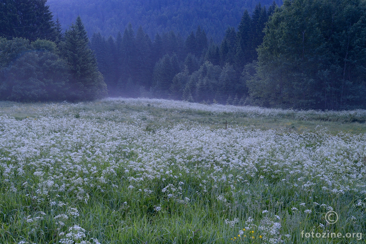 Svježina