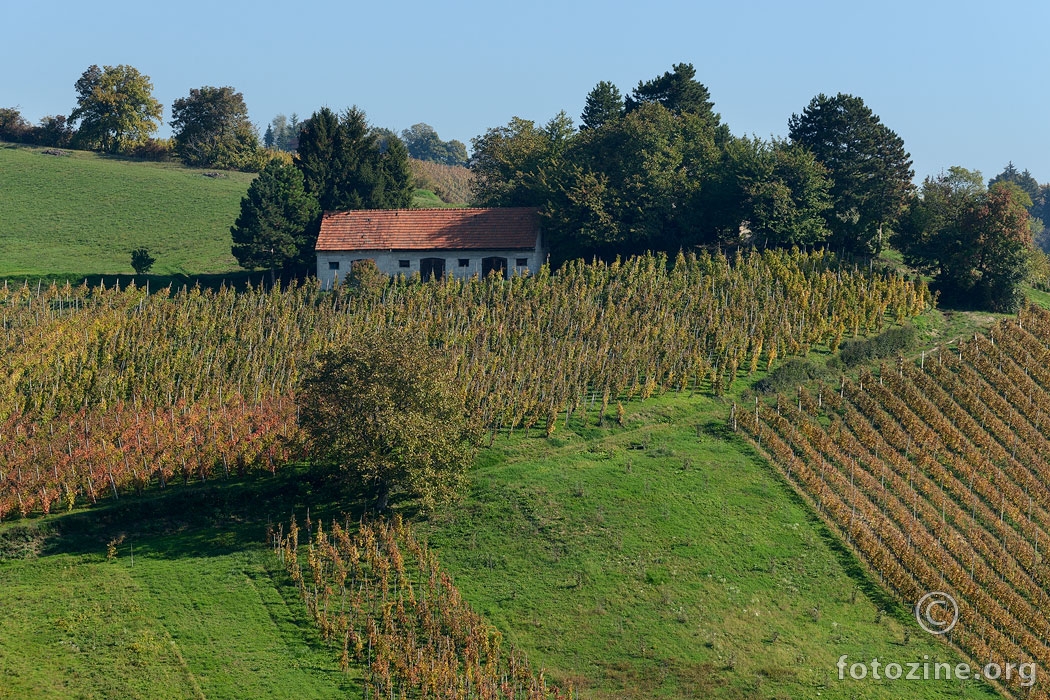 (vino)Gradska vijećnica