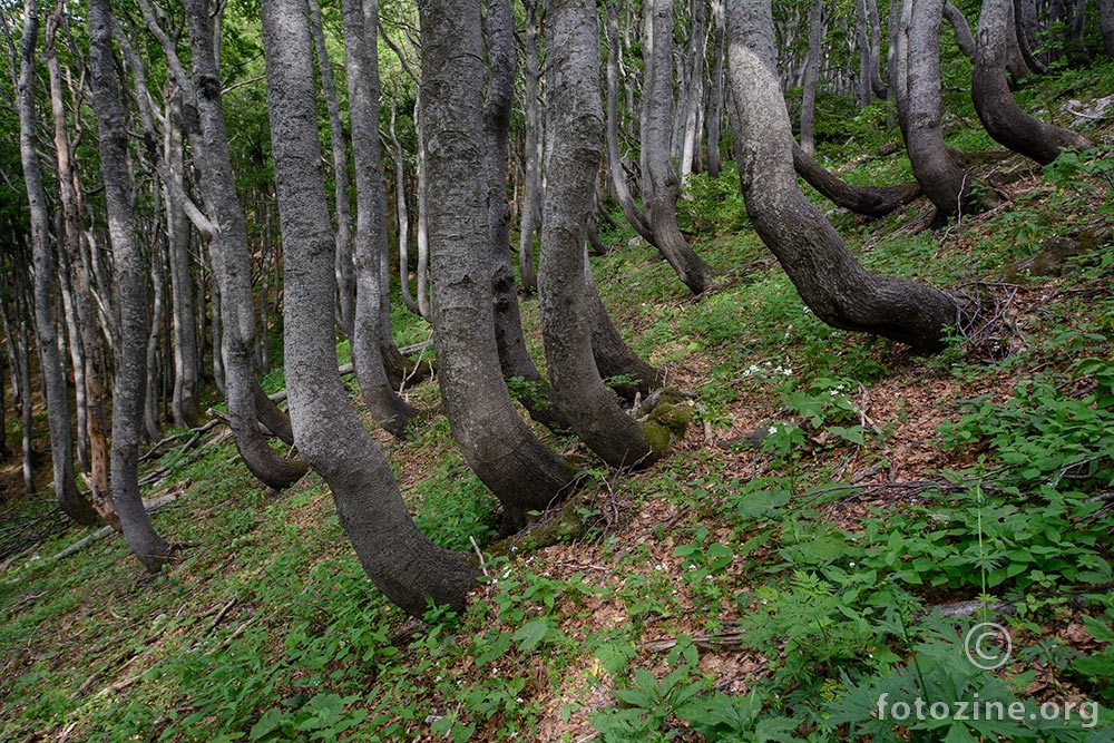 Velebitske bukve