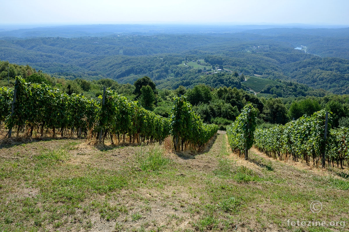 Vinograd s lijepim pogledom