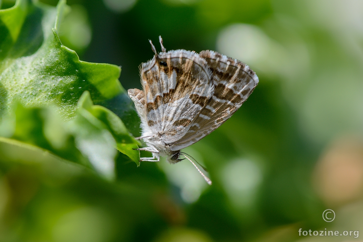 Pelargonijin plavac