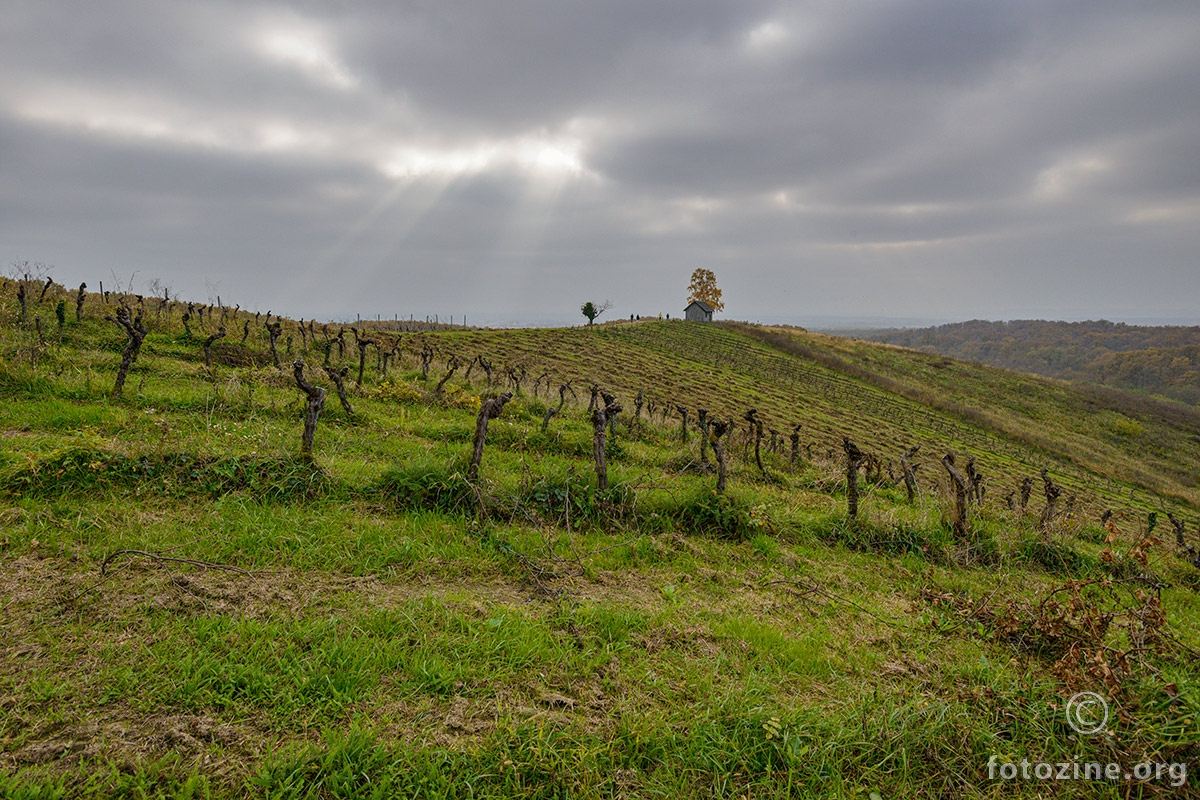 Po starom vinogradu
