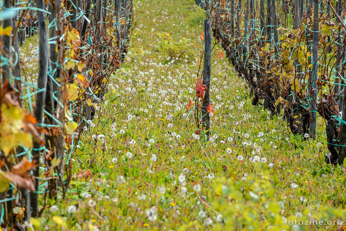 Vinogradarski maslačak