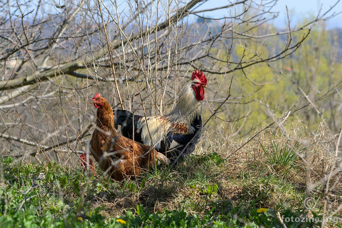 Priroda i društvo