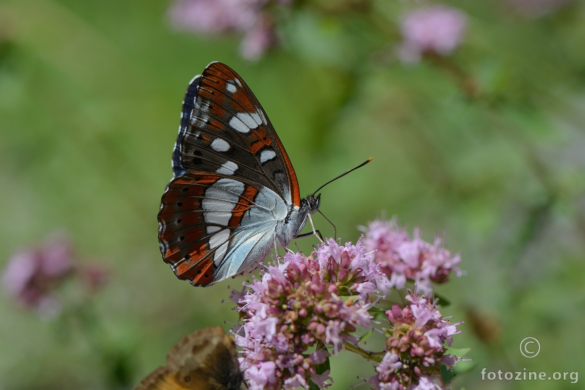 Plavi admiral