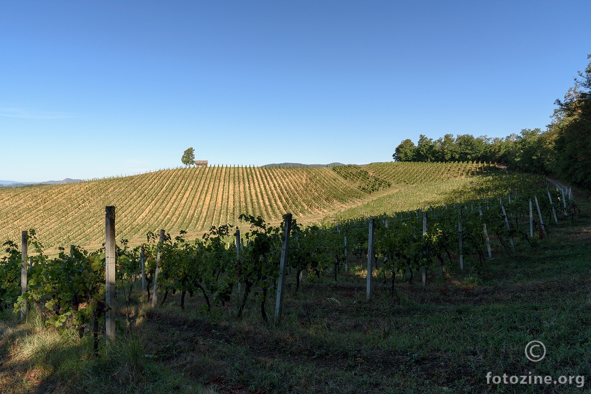 Laganini kroz vinograde