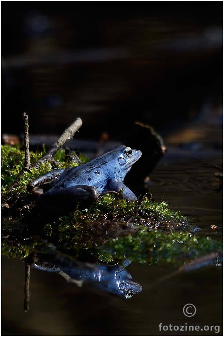 Plava žaba