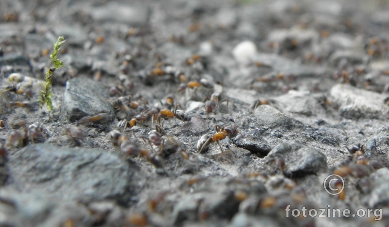 mravi