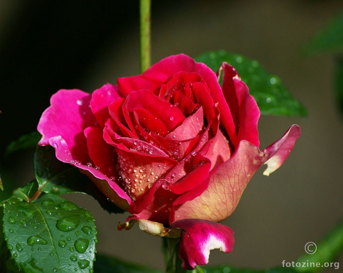 Rosna ruža