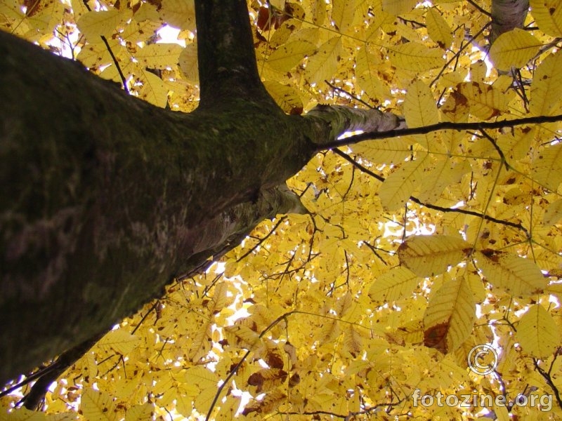 Yellow Altitude