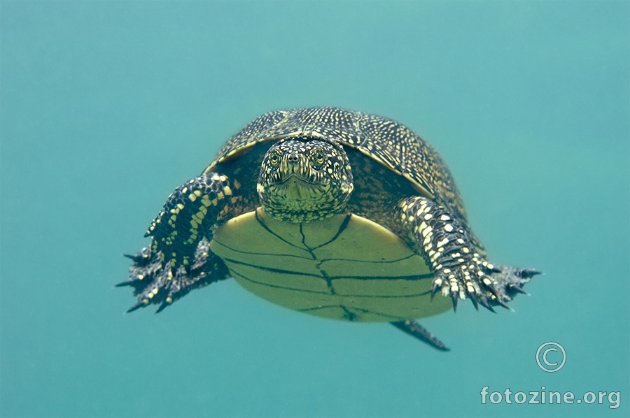 Barska kornjača (Emys orbicularis)