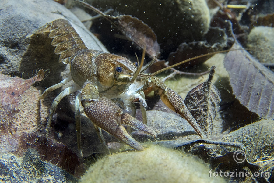 Bjelonogi rak (Austropotamobius pallipes)