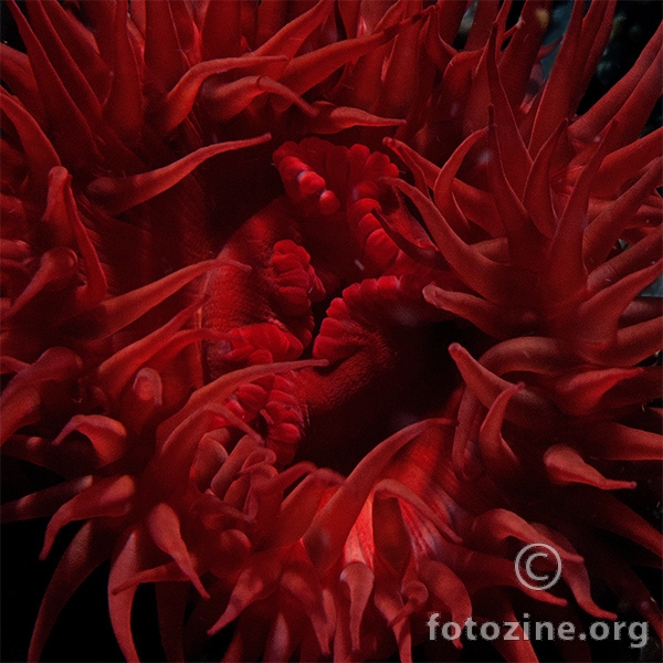 Actinia equina