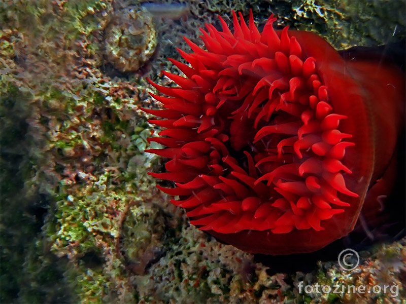 Crvena moruzgva (Actinia equina)