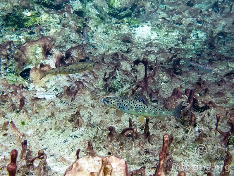 Potočna pastrva (Salmo trutta)