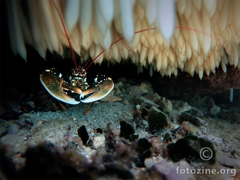 Hlap (Homarus gammarus)