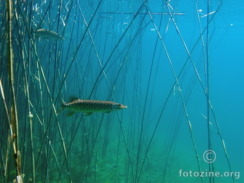 Štuka (Esox lucius)
