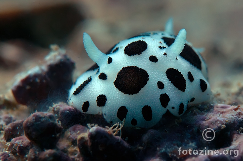 Dalmatiner (Discodoris atromaculata)