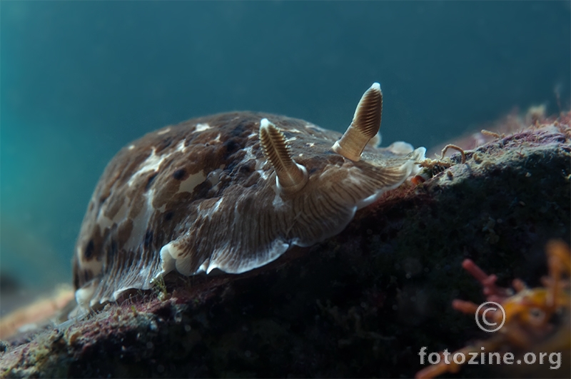 Dendrodoris grandiflora