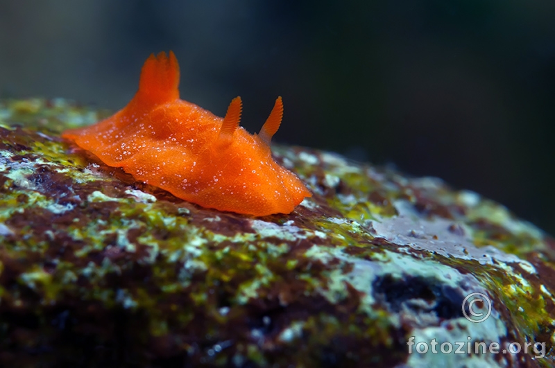 Discodoris rosi