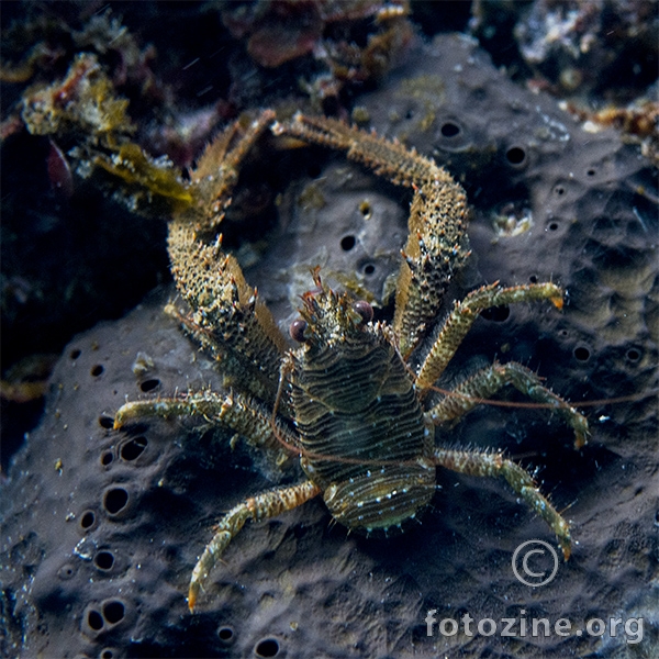 Divlji strigljač (Galathea squamifera)