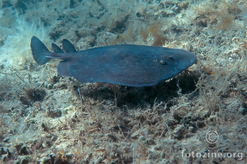 Drhtulja šarulja (Torpedo marmorata)