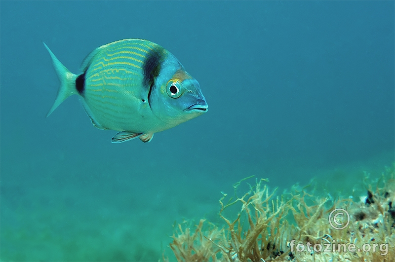 Fratar (Diplodus vulgaris)