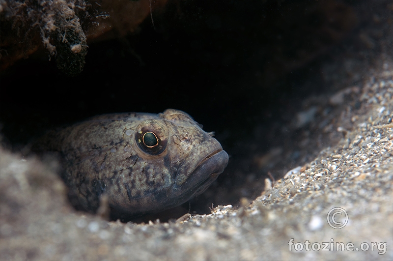 Glavoč blatar (Gobius niger)